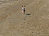 Golden Rabbit European Sandtrack-Derby Th. Ernst (180)